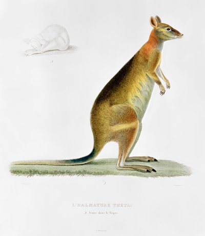 Kangaroo, Engraved by Coutant by Pancrace Bessa